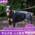 德系杜宾犬幼犬