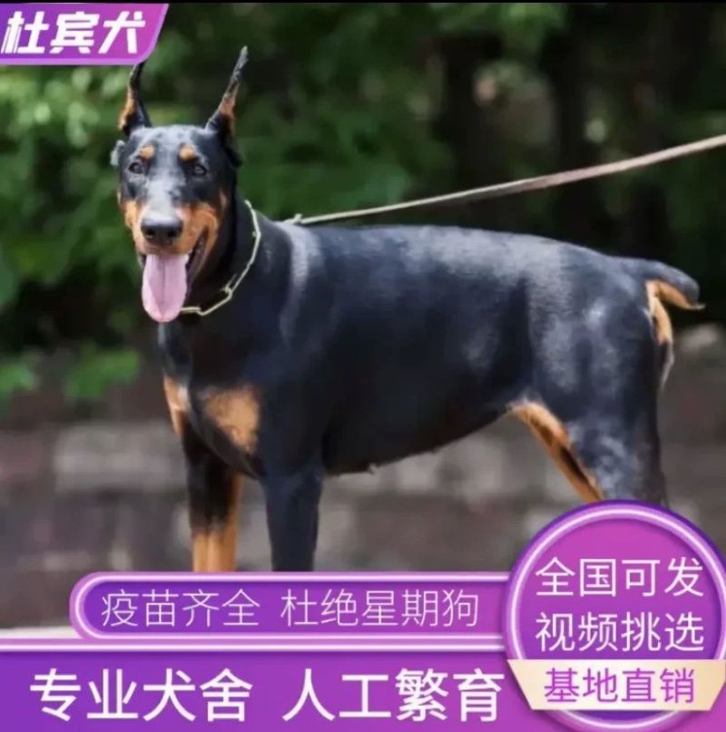 德系杜宾犬幼犬