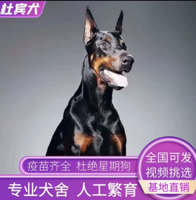 德系杜宾犬幼犬