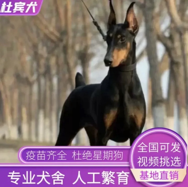 德系杜宾犬幼犬