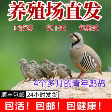 鹧鸪石鸡飞龙呱啦鸡白条活体，各个规格齐全，可按要求做货，