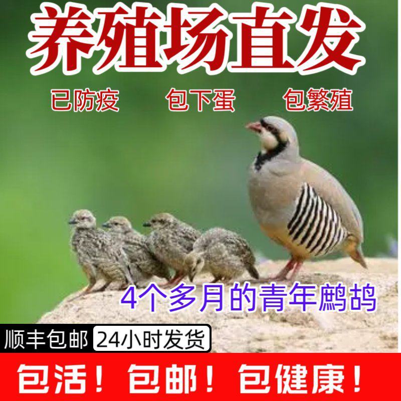 鹧鸪石鸡飞龙呱啦鸡白条活体，各个规格齐全，可按要求做货，