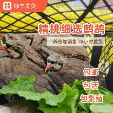 鹧鸪石鸡飞龙嘎啦鸡活体白条都有各个规格齐全，可按要求订货