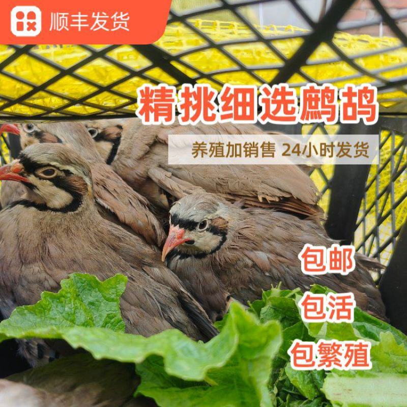 鹧鸪石鸡飞龙嘎啦鸡活体白条都有各个规格齐全，可按要求订货