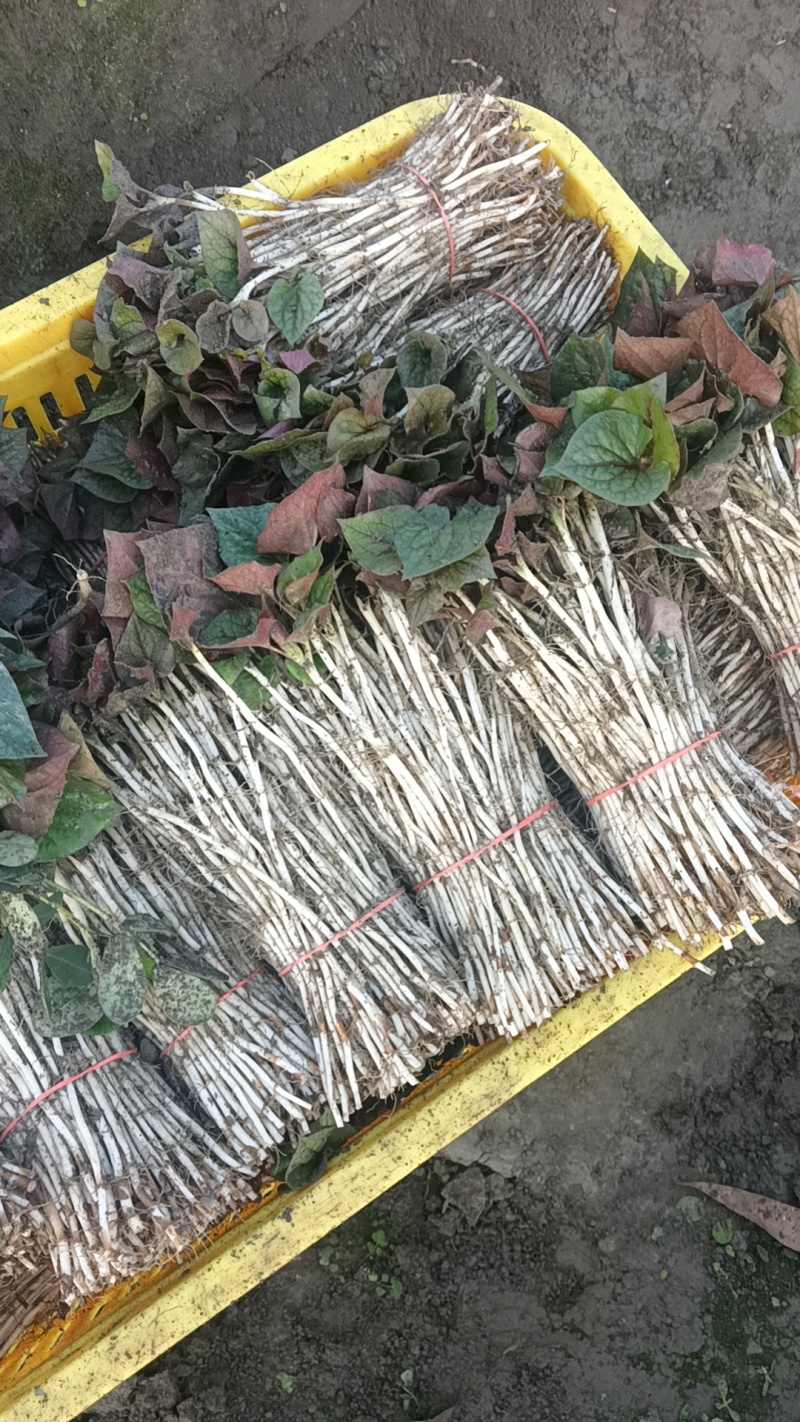折耳根嫩芽种根