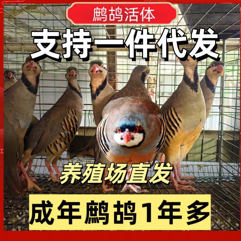 鹧鸪，活体各个规格齐全可按客户要求定制