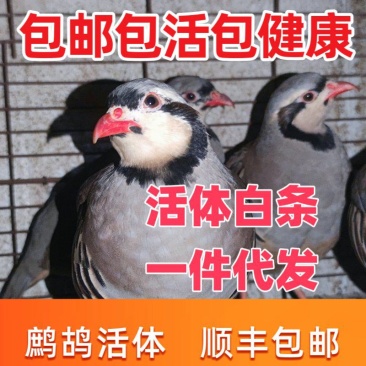 鹧鸪石鸡飞龙嘎啦鸡白条，活体都有，规格齐全，5/6/7两