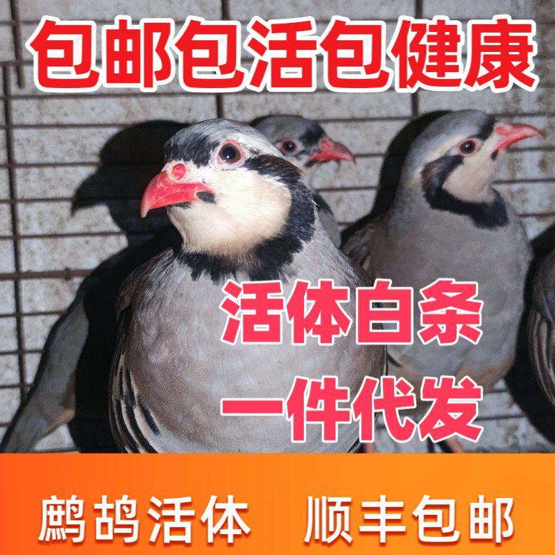 鹧鸪石鸡飞龙嘎啦鸡白条，活体都有，规格齐全，5/6/7两