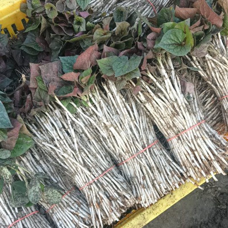 折耳根嫩芽种根