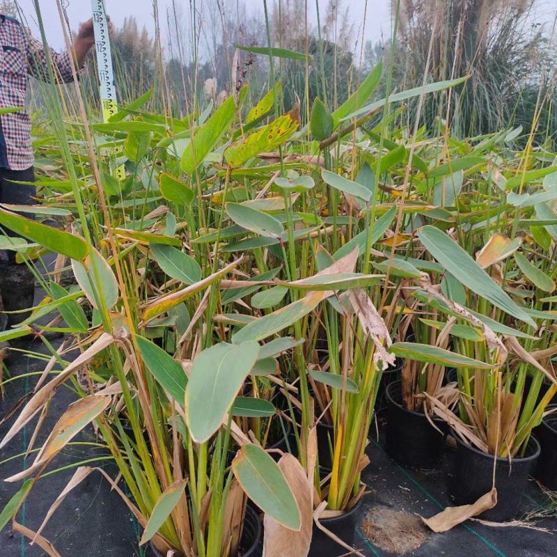 贵州再力花批发贵州苗木基地供应各类规格再力花基地