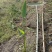 贵州再力花批发贵州苗木基地供应各类规格再力花基地