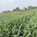 重庆再力花批发重庆苗木基地供应各类规格再力花