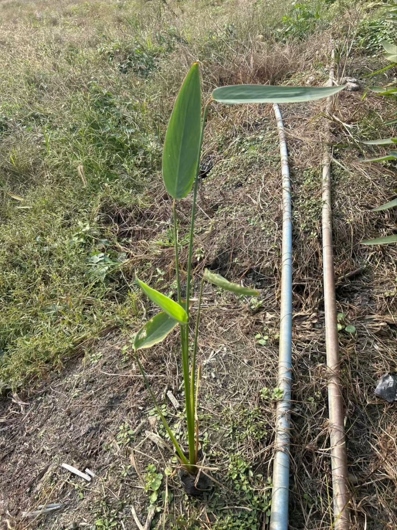 重庆再力花批发重庆苗木基地供应各类规格再力花