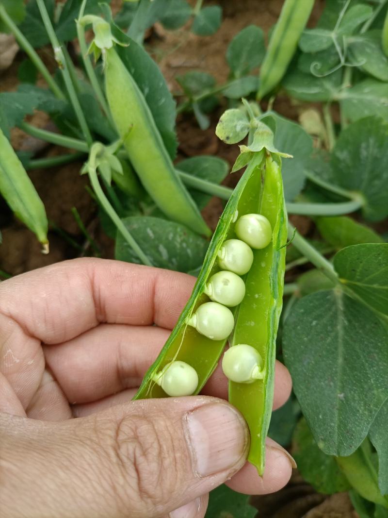 豌豆水果豌青豌豆剥眯大凉山特产量大长寿仁鲜豌豆白碗