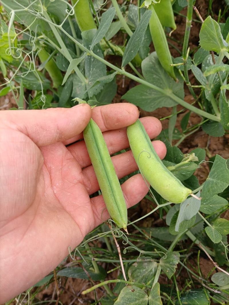 豌豆水果豌青豌豆剥眯大凉山特产量大长寿仁鲜豌豆白碗