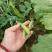 豌豆水果豌青豌豆剥眯大凉山特产量大长寿仁鲜豌豆白碗