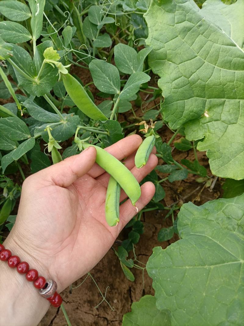 豌豆水果豌青豌豆剥眯大凉山特产量大长寿仁鲜豌豆白碗