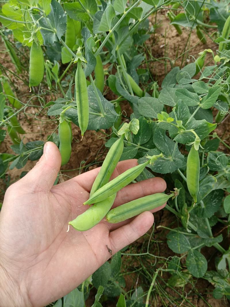 豌豆水果豌青豌豆剥眯大凉山特产量大长寿仁鲜豌豆白碗