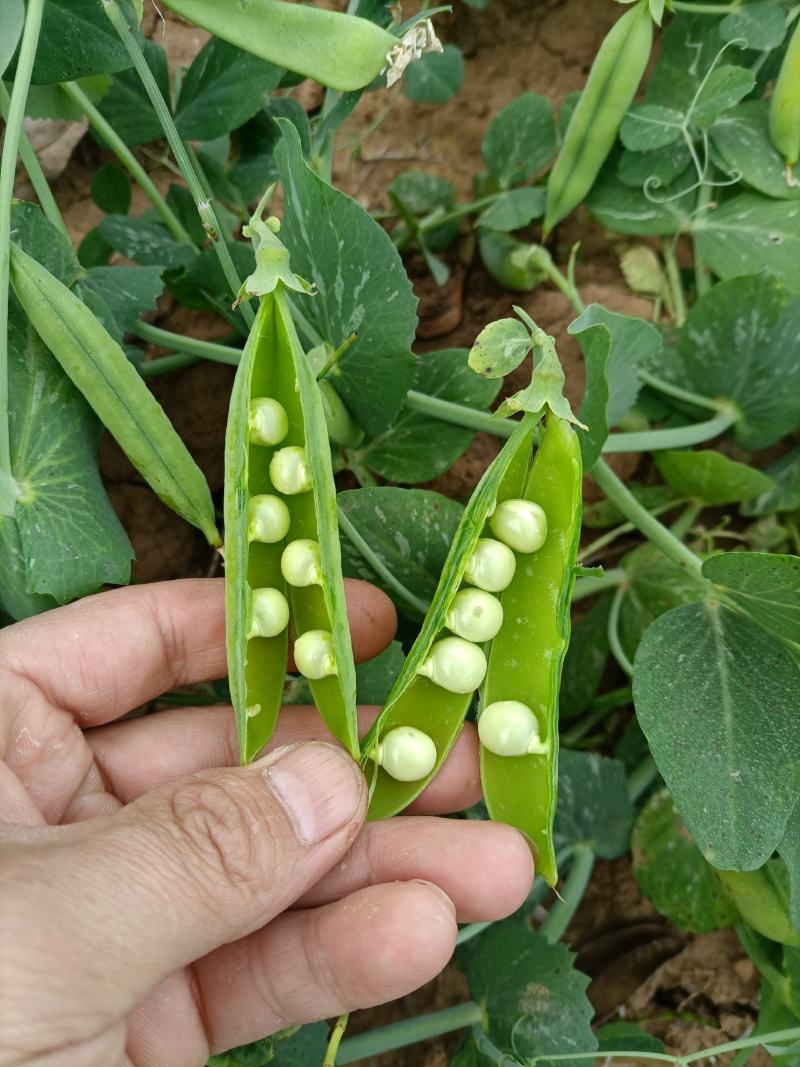 豌豆水果豌青豌豆剥眯大凉山特产量大长寿仁鲜豌豆白碗