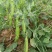 豌豆水果豌青豌豆剥眯大凉山特产量大长寿仁鲜豌豆白碗