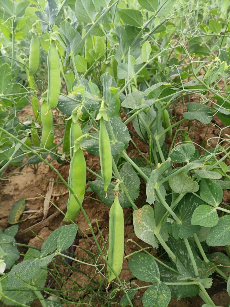 豌豆水果豌青豌豆剥眯大凉山特产量大长寿仁鲜豌豆白碗