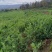 豌豆水果豌青豌豆剥眯大凉山特产量大长寿仁鲜豌豆白碗