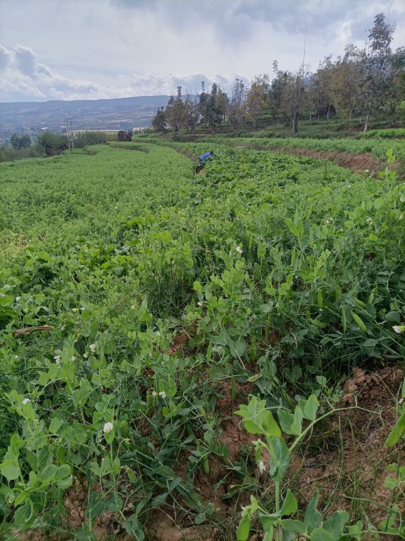 豌豆水果豌青豌豆剥眯大凉山特产量大长寿仁鲜豌豆白碗