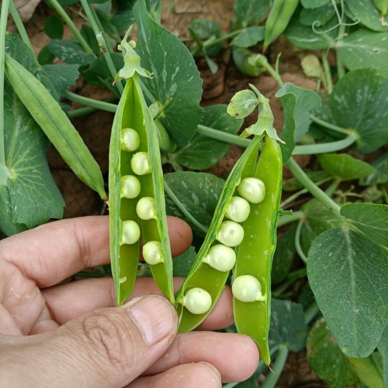 豌豆水果豌青豌豆剥眯大凉山特产量大长寿仁鲜豌豆白碗