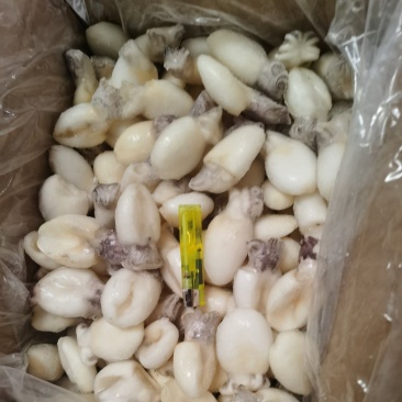 墨鱼仔
