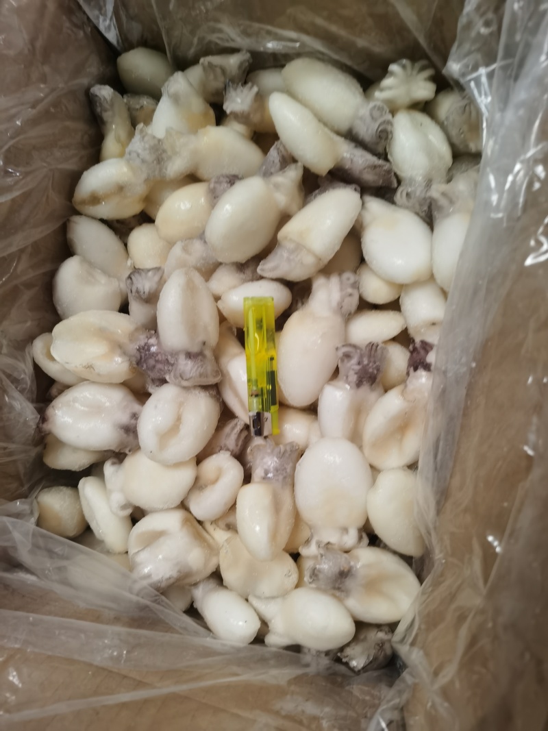墨鱼仔