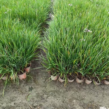 成都紫娇花批发成都苗木基地供应各类规格紫娇花基地