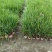 成都紫娇花批发成都苗木基地供应各类规格紫娇花基地