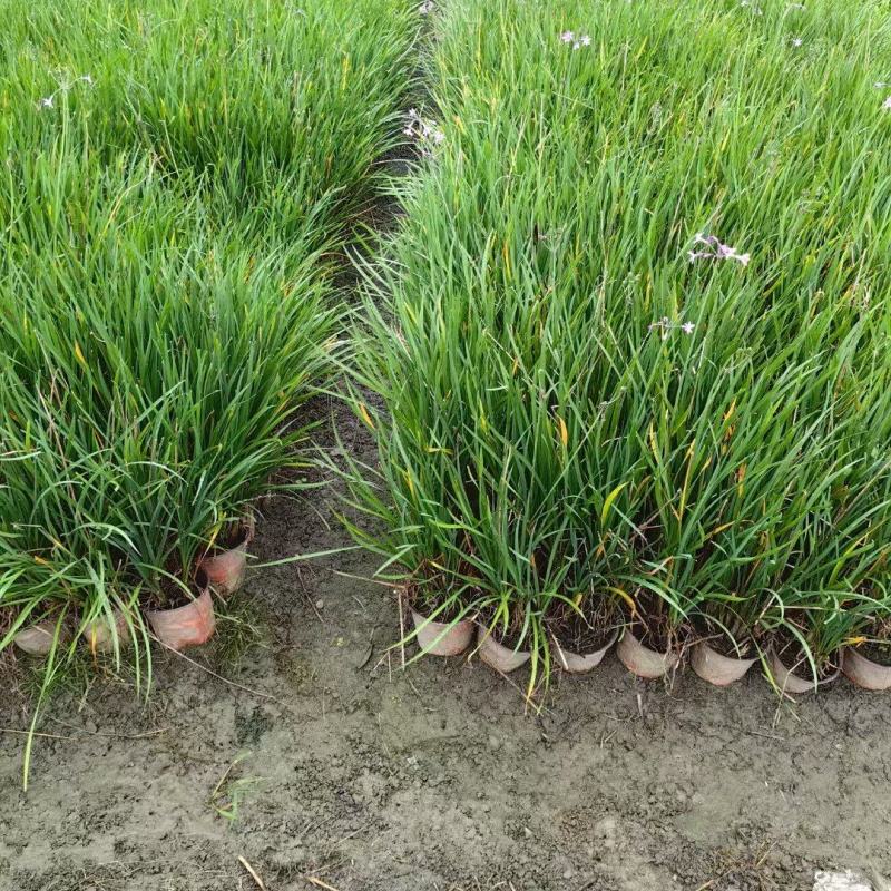 成都紫娇花批发成都苗木基地供应各类规格紫娇花基地
