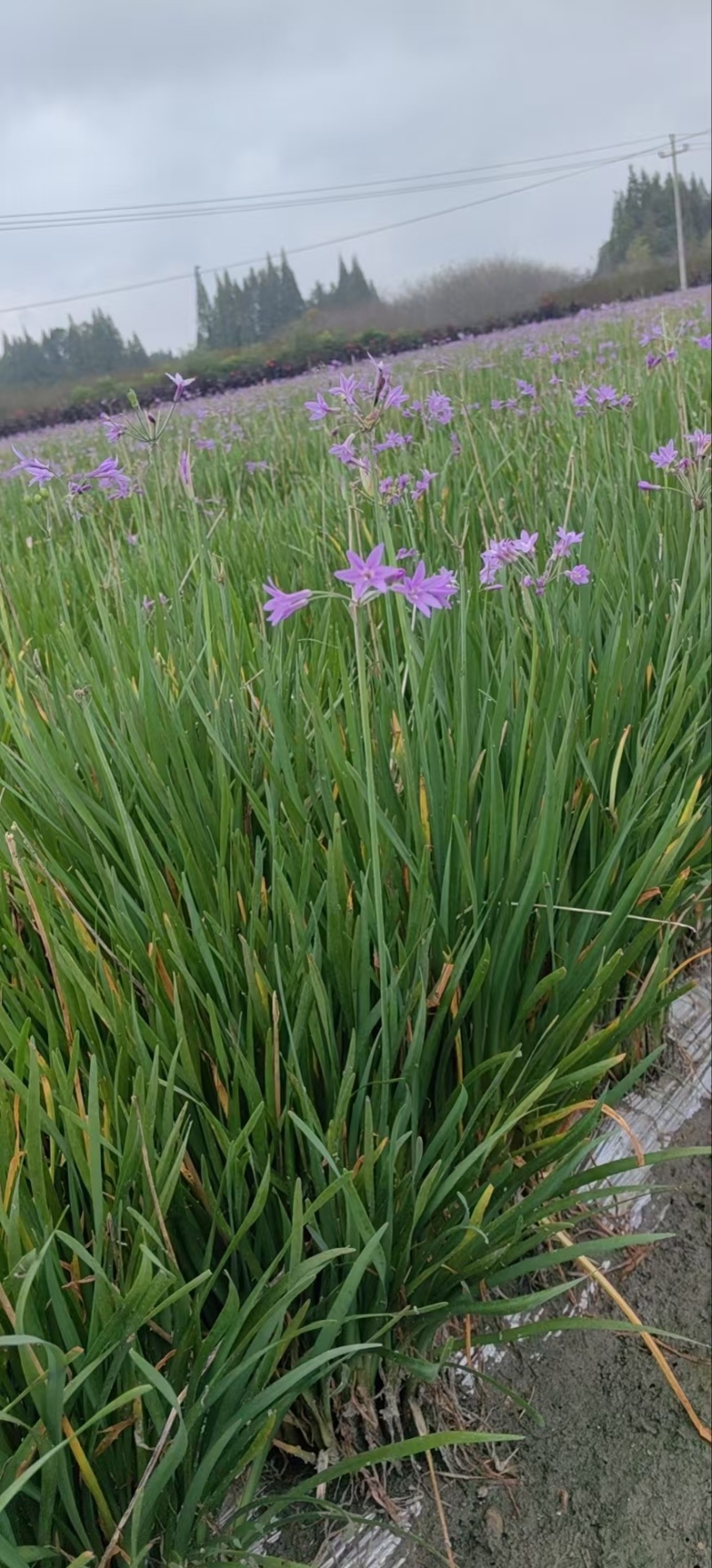 成都紫娇花批发成都苗木基地供应各类规格紫娇花基地