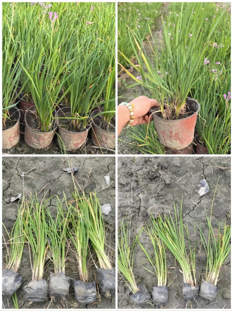 成都紫娇花批发成都苗木基地供应各类规格紫娇花基地