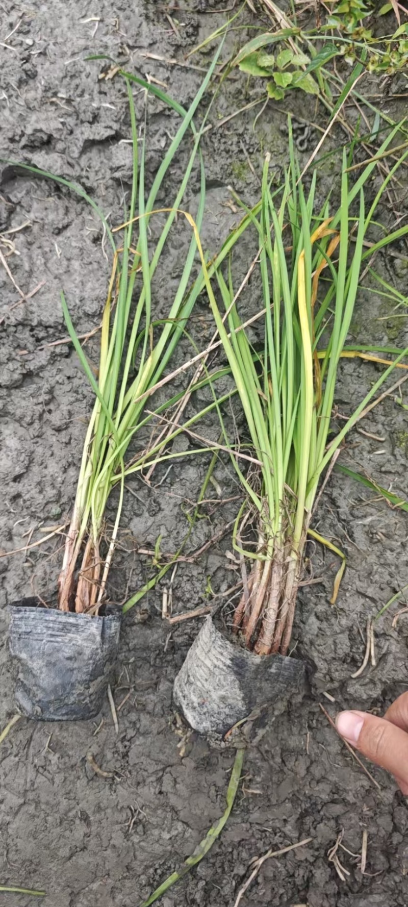 成都紫娇花批发成都苗木基地供应各类规格紫娇花基地