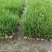 成都紫娇花批发成都苗木基地供应各类规格紫娇花基地