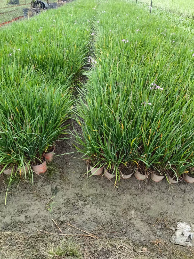 成都紫娇花批发成都苗木基地供应各类规格紫娇花基地