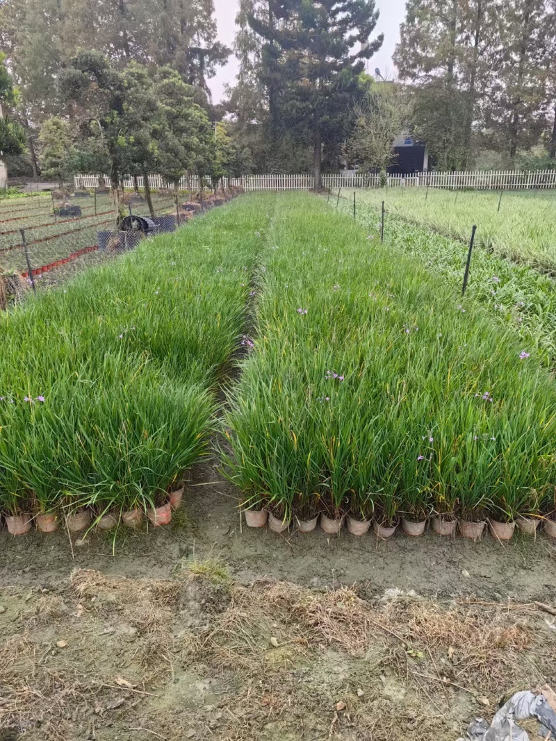 成都紫娇花批发成都苗木基地供应各类规格紫娇花基地