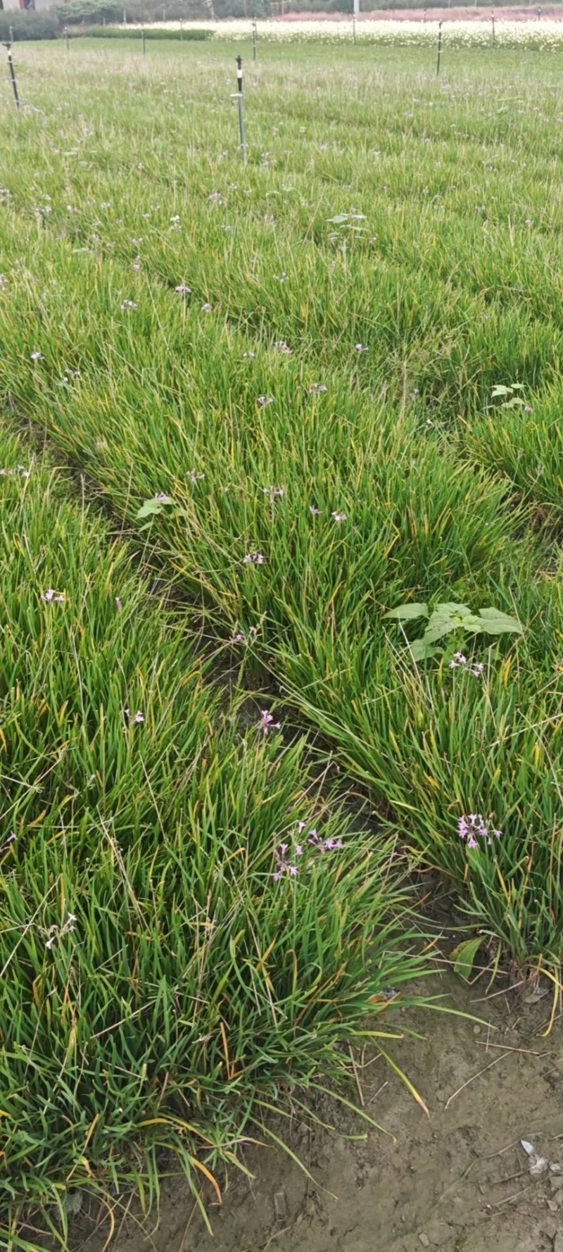成都紫娇花批发成都苗木基地供应各类规格紫娇花基地