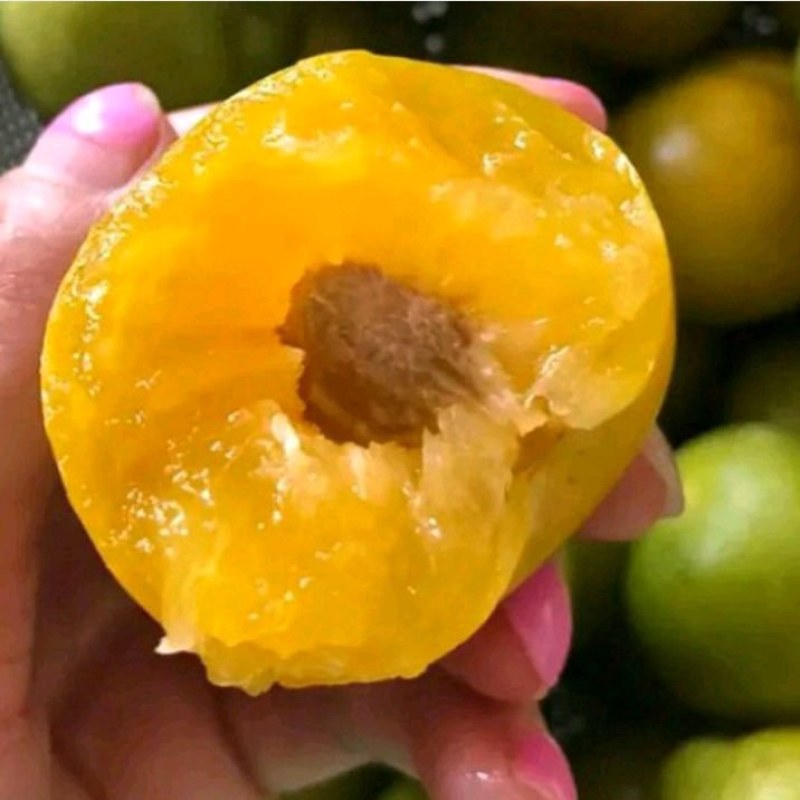 蜂糖李苗，蜂糖李树苗，蜂糖李子树苗，蜂糖李子苗，嫁接苗