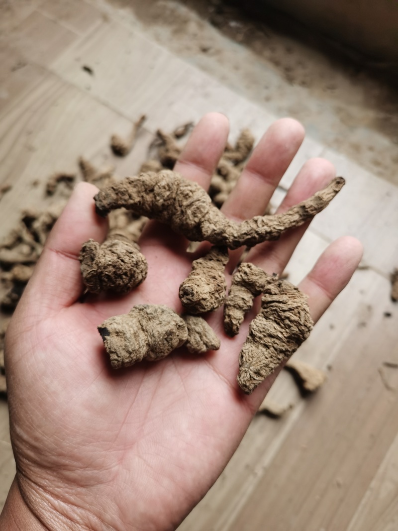 地黄河南熟地黄质量好价格低有需要的朋友联系