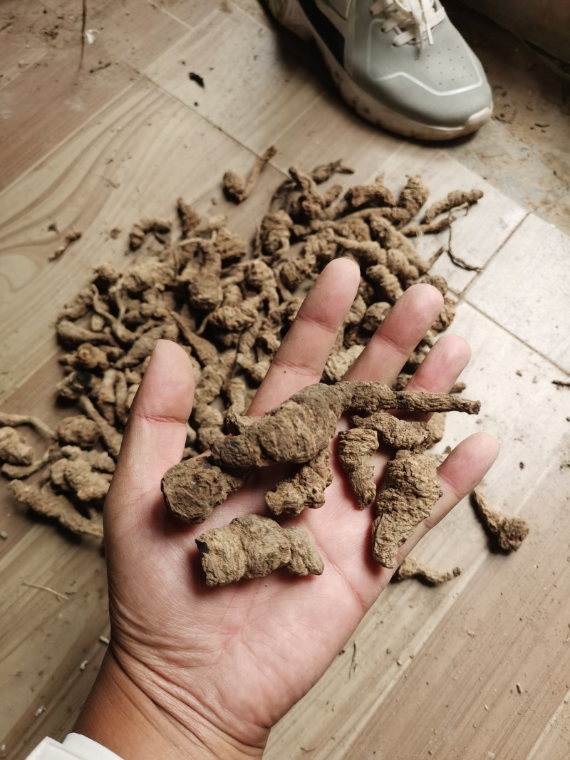 地黄河南熟地黄质量好价格低有需要的朋友联系