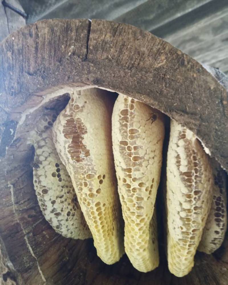 ***土蜂蜜，有现货300斤