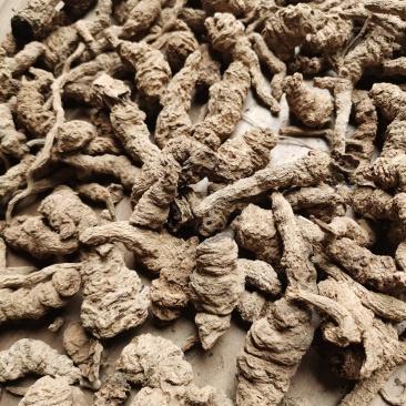 地黄河南熟地黄质量好价格低有需要的朋友联系