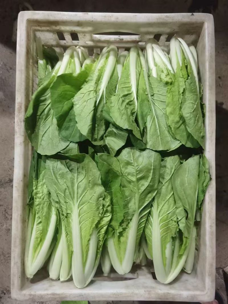 快菜小白菜基地直供，常年有货，代发/代办一条龙服务