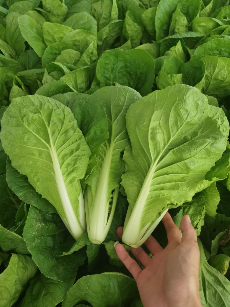 快菜小白菜基地直供，常年有货，代发/代办一条龙服务