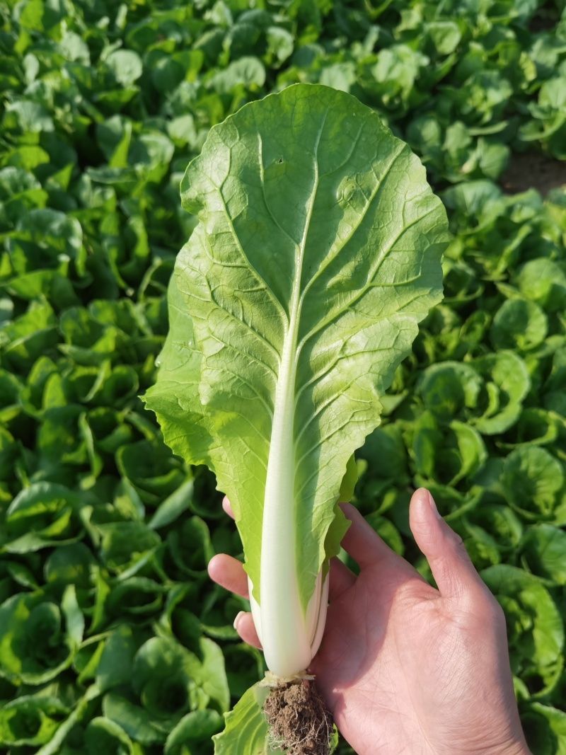 快菜小白菜基地直供，常年有货，代发/代办一条龙服务
