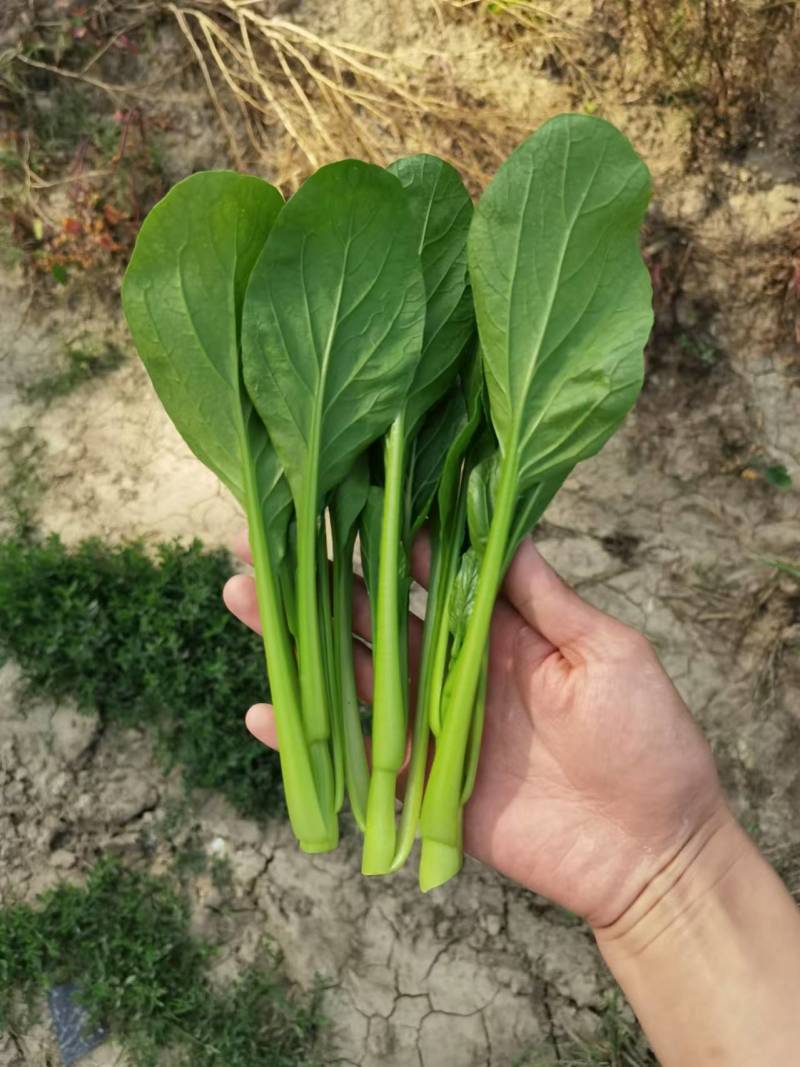迟菜心，广东菜心，产地直发，常年有货，代发代办