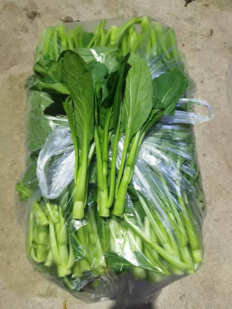 迟菜心，广东菜心，产地直发，常年有货，代发代办